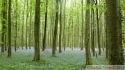 Jacinthe des bois, Hyacinthoides non-scripta, Bois de Halle