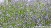 Jacinthe des bois, Hyacinthoides non-scripta, Bois de Halle