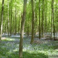 Jacinthe des bois, Hyacinthoides non-scripta, Bois de Halle