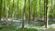 Jacinthe des bois, Hyacinthoides non-scripta, Bois de Halle