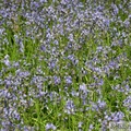 Jacinthe des bois, Hyacinthoides non-scripta, Bois de Halle