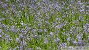 Jacinthe des bois, Hyacinthoides non-scripta, Bois de Halle