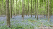 Jacinthe des bois, Hyacinthoides non-scripta, Bois de Halle