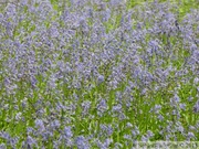 Jacinthe des bois, Hyacinthoides non-scripta, Bois de Halle