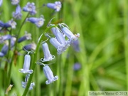 Jacinthe des bois, Hyacinthoides non-scripta, Bois de Halle