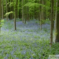 Jacinthe des bois, Hyacinthoides non-scripta, Bois de Halle