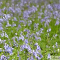 Jacinthe des bois, Hyacinthoides non-scripta, Bois de Halle