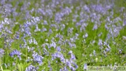 Jacinthe des bois, Hyacinthoides non-scripta, Bois de Halle