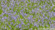 Jacinthe des bois, Hyacinthoides non-scripta, Bois de Halle