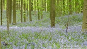 Jacinthe des bois, Hyacinthoides non-scripta, Bois de Halle