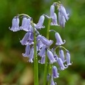 Jacinthe des bois, Hyacinthoides non-scripta, Bois de Halle