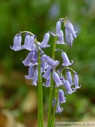 Jacinthe des bois, Hyacinthoides non-scripta, Bois de Halle