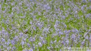 Jacinthe des bois, Hyacinthoides non-scripta, Bois de Halle