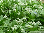 Ail des ours, Allium ursinum, Bois de Halle