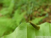 Nematopogon swammerdamella