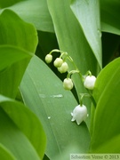 Muguet, Convallaria majalis, Bois de Halle