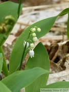 Muguet, Convallaria majalis, Bois de Halle