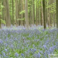 Jacinthe des bois, Hyacinthoides non-scripta, Bois de Halle