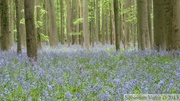 Jacinthe des bois, Hyacinthoides non-scripta, Bois de Halle