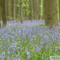 Jacinthe des bois, Hyacinthoides non-scripta, Bois de Halle