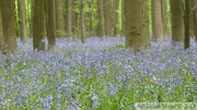 Jacinthe des bois, Hyacinthoides non-scripta, Bois de Halle