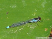 Erythromma najas, la Naïade aux yeux rouges, mâle