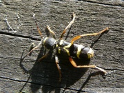 Clytus arietis,Le Clyte bélier