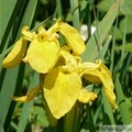 Iris pseudacorus, Iris des marais