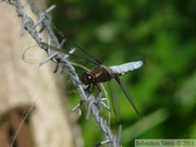 Libellula depressa, la libellule déprimée, mâle