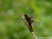 Libellula depressa, la libellule déprimée, mâle