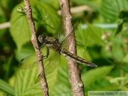 Orthetrum cancellatum, l'Orthétrum réticulé, femelle