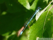 Coenagrion puella, l'agrion jouvencelle, mâle