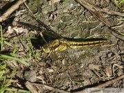 Orthetrum cancellatum, l'Orthétrum réticulé, femelle