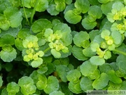 Dorine à feuilles opposées, Chrysosplenium oppositifolium