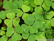 Oxalis sp.