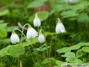 Oxalis sp.