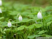 Oxalis sp.