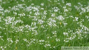 Cardamines des près, Vallée de l'Irmisch 