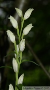 Cephalanthera damasonium, Céphalanthère de Damas, White Helleborine