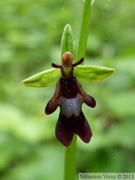 Ophrys insectifera,Ophrys mouche, Fly orchid