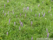 Prairie à Orchis moucheron, Gymnadenia conopsea