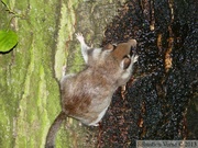 Eliomys quercinus, Lérot, venu à la miellée