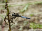 Orthetrum cancellatum, Orthétrum réticulé, mâle