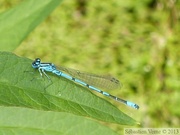 Coenagrion puella, agrion jouvencelle, mâle