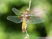 Libellule dépressive, Libellula depressa, femelle