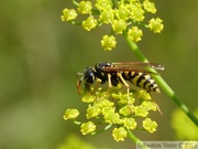 Polistes dominula, Poliste gaulois