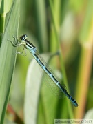 Coenagrion scitulum, Agrion mignon, Dainty Damselfly, femelle