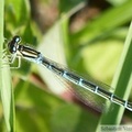 P1240122 coenagrion scitulum femelle.jpg