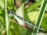 Coenagrion scitulum