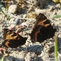 Aglais urticae, Petite tortue, parade nuptiale, mâle à gauche